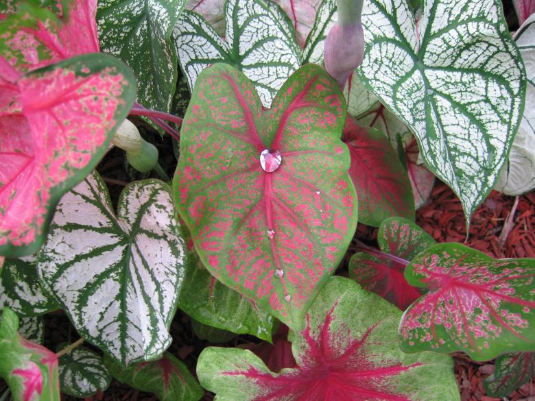 Free stock image of Caladium Leaves created by Brandon Campbell