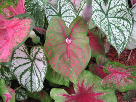 Caladium Leaves - Free Stock Photo