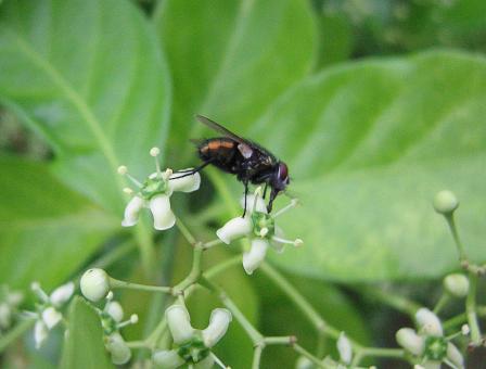 Fly Macro - Free Stock Photo
