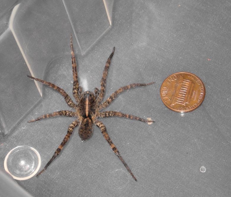 Free stock image of Wolf Spider created by Brandon Campbell