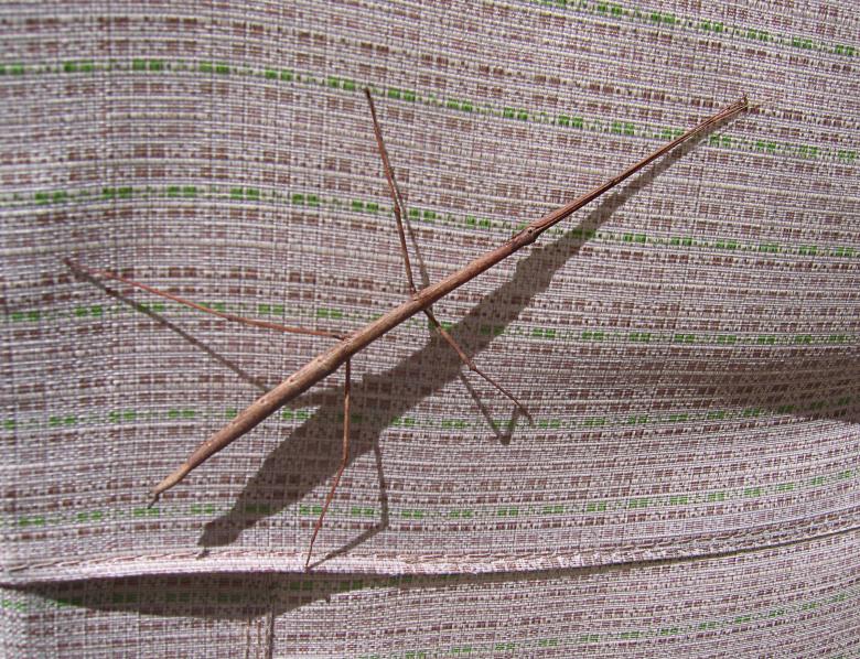Free stock image of Walking Stick created by Brandon Campbell