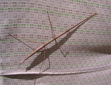 Walking Stick - Free Stock Photo