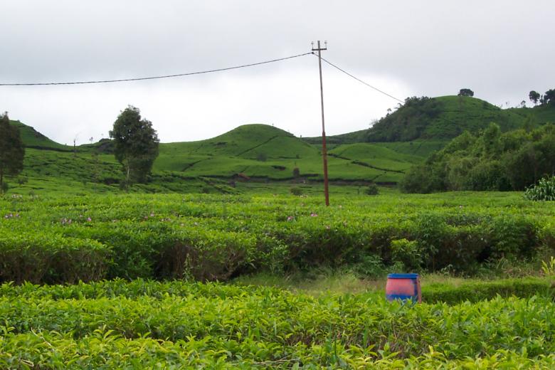 Free stock image of Plantation of tea created by Jochanan Wahjudi