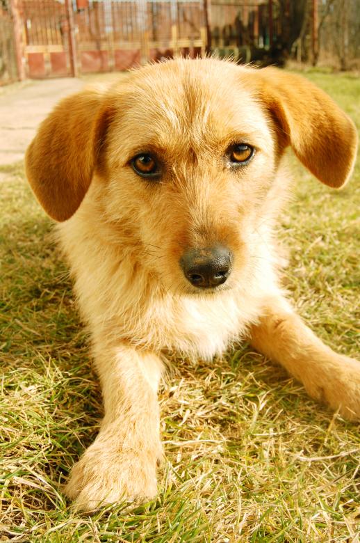 Free stock image of Dog created by Cofaru Alexandru