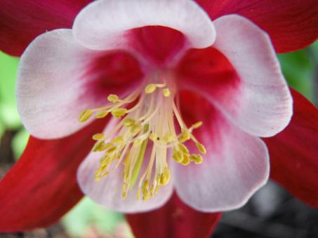 Aquilegia Flower