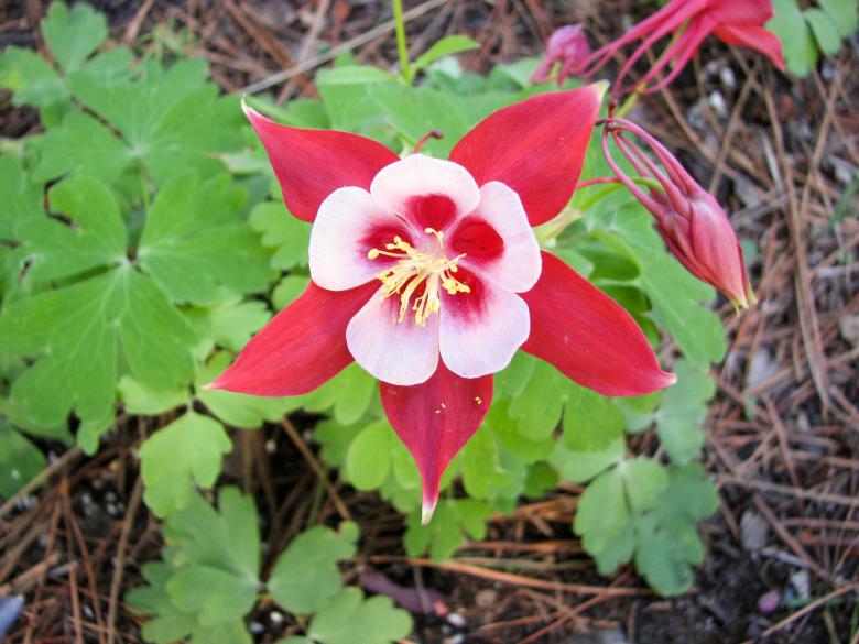 Free stock image of Aquilegia Flower created by Barbara Din