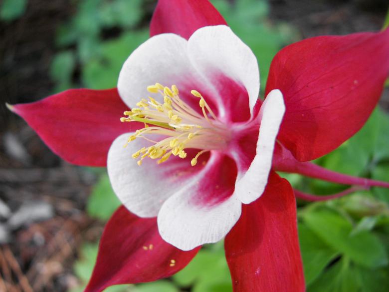 Free stock image of Aquilegia Flower created by Barbara Din