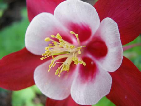 Aquilegia Flower