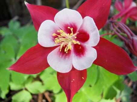 Aquilegia Flower
