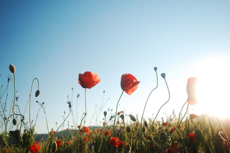Free stock image of Red poppy meadow created by Cofaru Alexandru