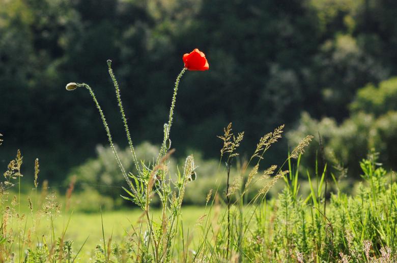 Free stock image of Red poppy created by Cofaru Alexandru