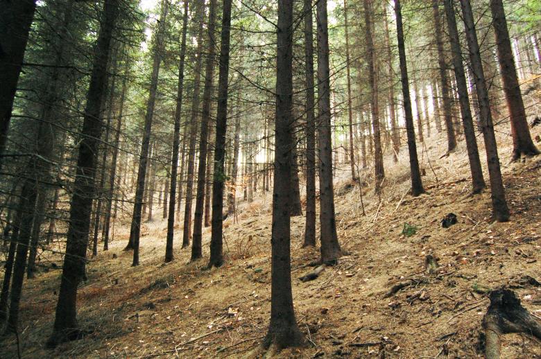Free stock image of Fir Trees Forest created by Cofaru Alexandru