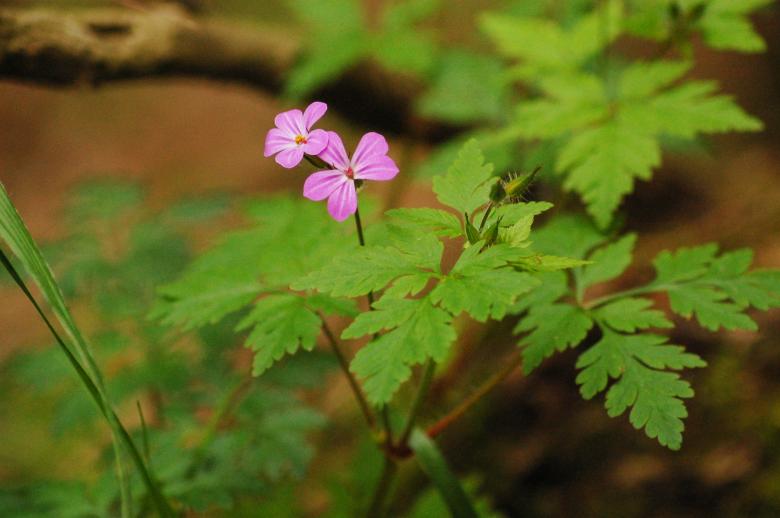 Free stock image of Purple Flower created by Cofaru Alexandru