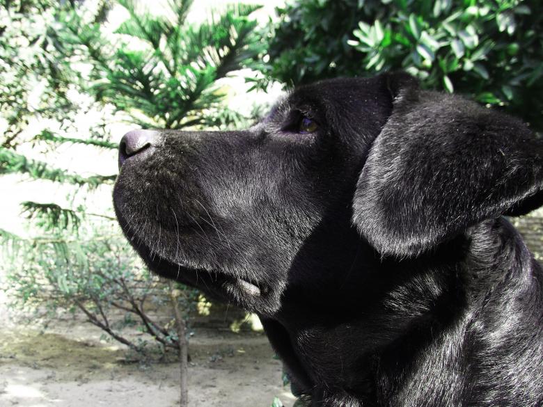 Free stock image of Black Labrador created by Sandeep Singh