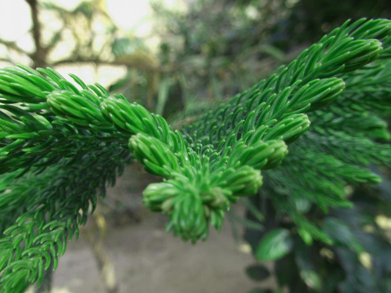 Free stock image of Macro Plant created by Sandeep Singh