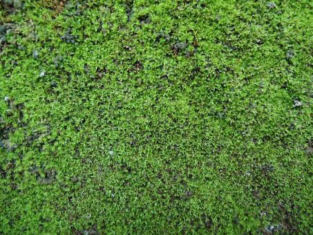 Moss Texture - Free Stock Photo