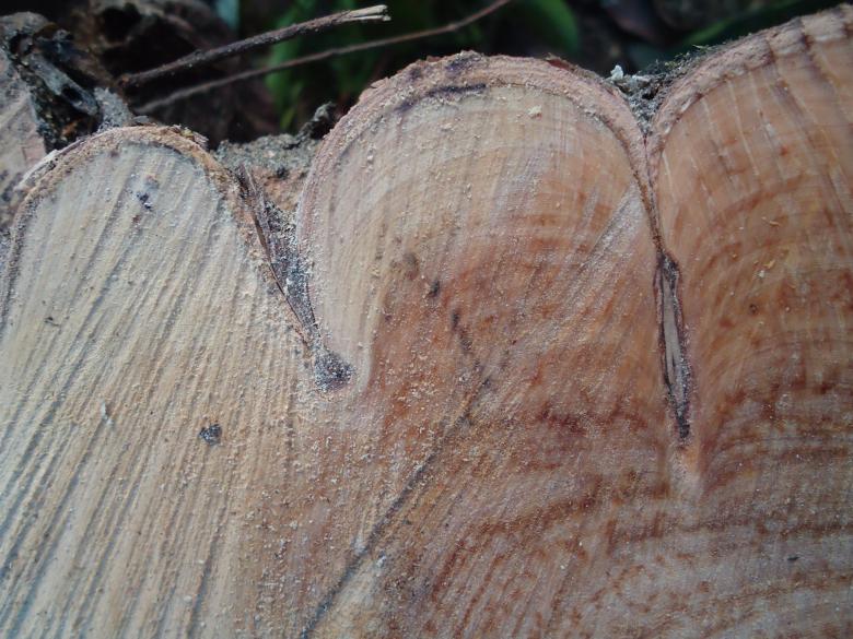 Free stock image of Wood Texture created by João Gomes da Silva Brás
