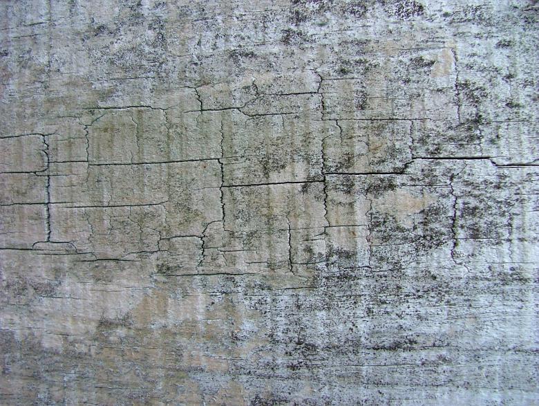Free stock image of Bark Texture created by James Walton