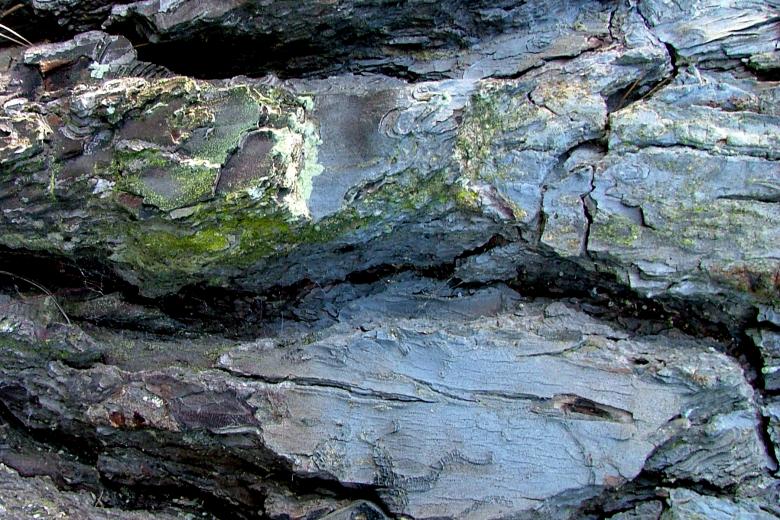 Free stock image of Cracked Bark created by James Walton