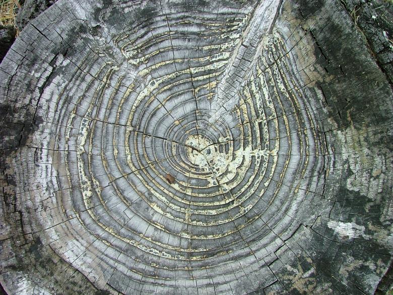 Free stock image of Rings of Life created by James Walton