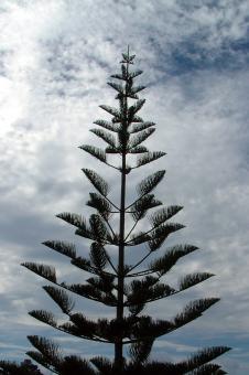Free Stock Photo of Tree and Sky