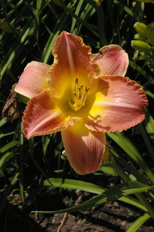 Free stock image of Iris created by Paul Hoskin