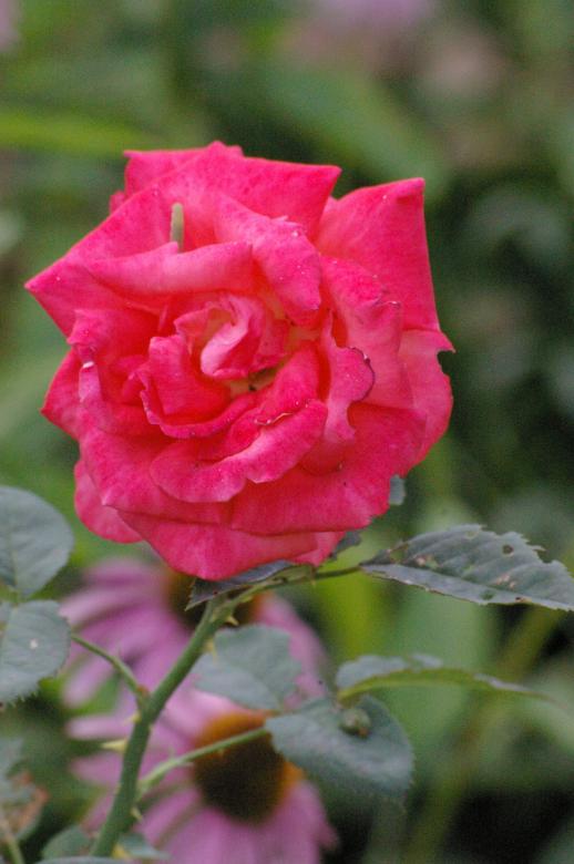 Free stock image of Rose created by Paul Hoskin