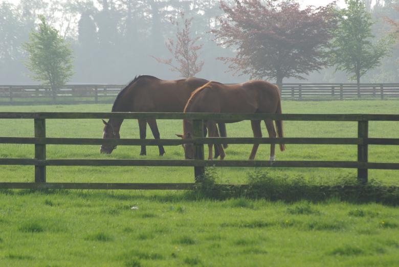 Free stock image of Grazing created by Paul Hoskin