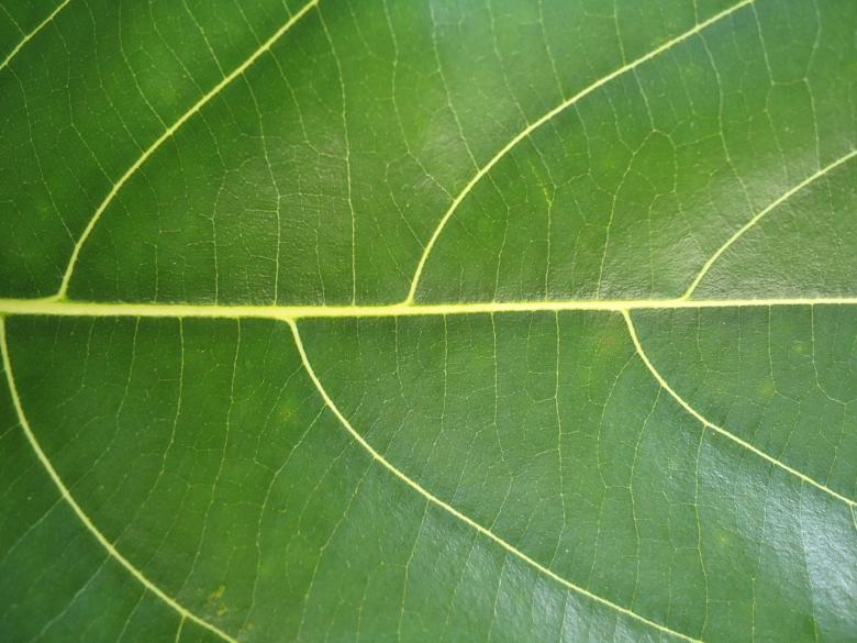 Free stock image of Leaf Texture created by João Gomes da Silva Brás