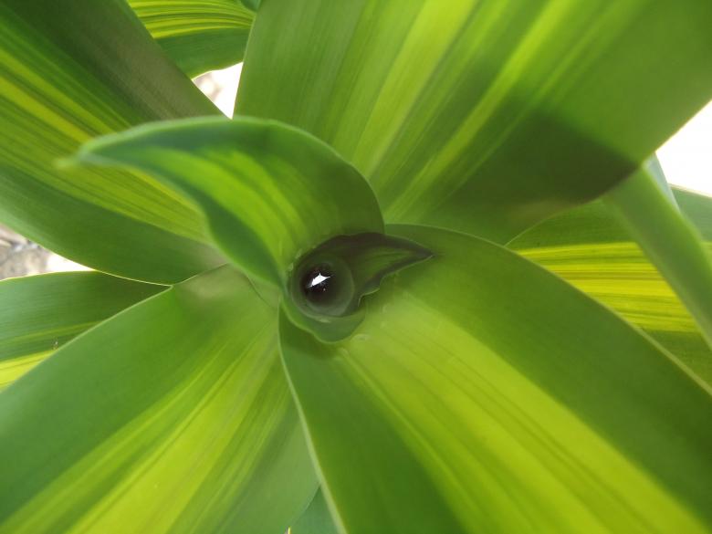 Free stock image of Green Leaves created by João Gomes da Silva Brás