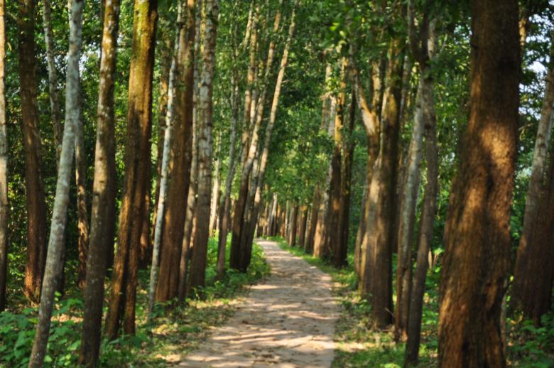 Free stock image of Through The Trees created by Maryrose Roque