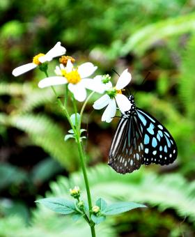 Little Blue Butterfly - Free Stock Photo
