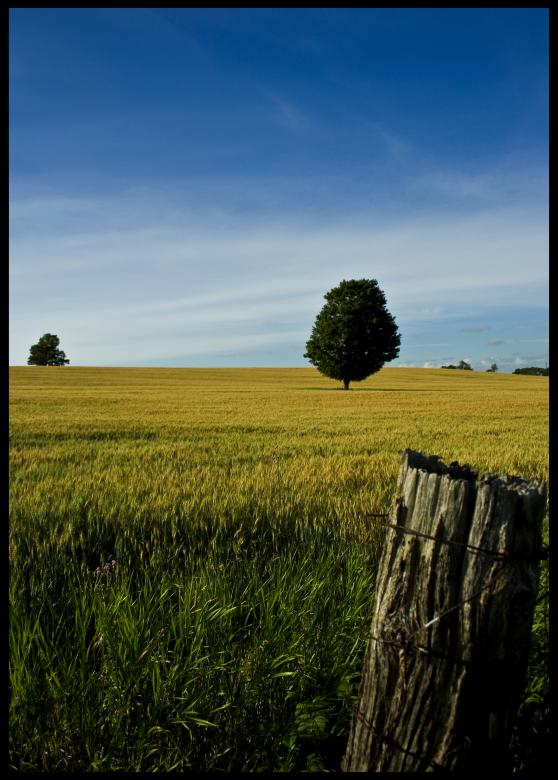 Free stock image of Wheat Field created by Ty666