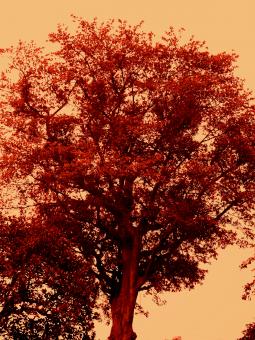 Shades of Autumn - Free Stock Photo