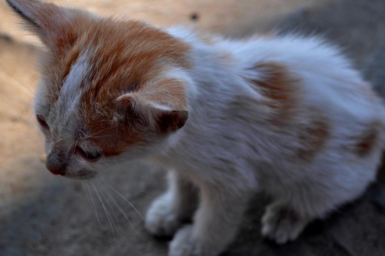 Free stock image of Stray Kitten created by Maryrose Roque
