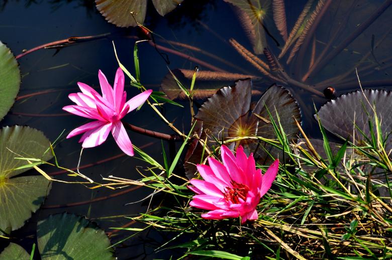 Free stock image of Lotus  created by Maryrose Roque