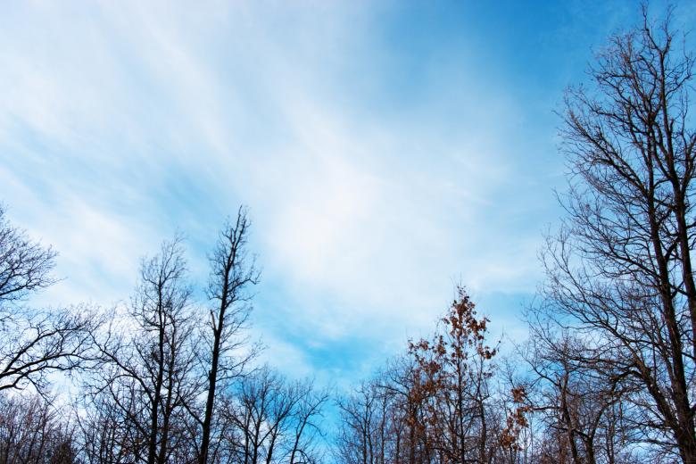 Free stock image of Forest created by Imaster