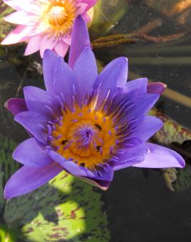 Lotus flower - Free Stock Photo