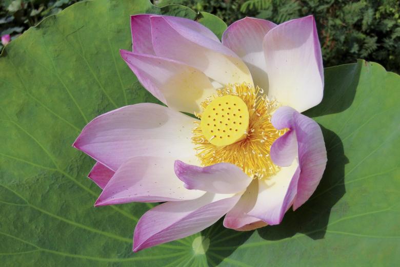 Free stock image of Lotus 1 created by Ana Martin