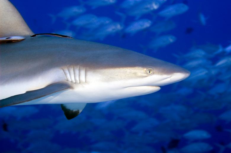 Free stock image of Sharks aint scary created by Ana Martin