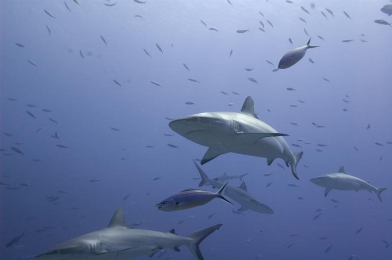 Free stock image of Sharks 1 created by Ana Martin