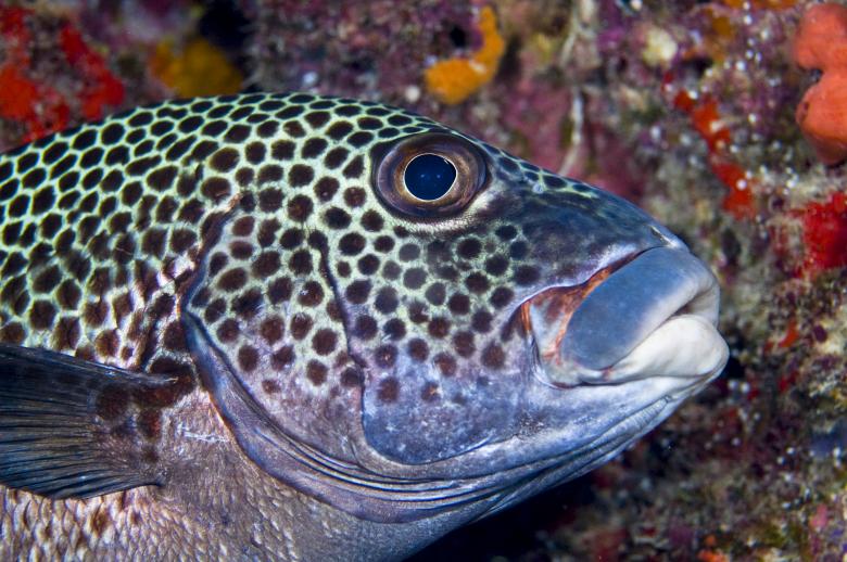 Free stock image of Sweetlips created by Ana Martin