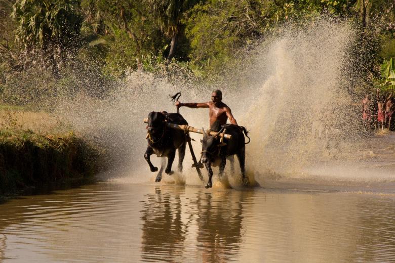 Free stock image of Cattle Race created by Abdul Noushad