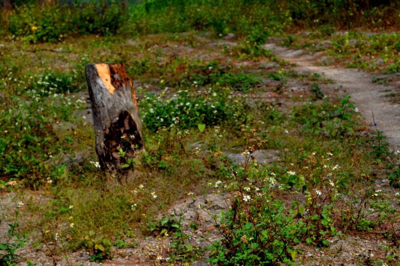 Free stock image of Field created by Maryrose Roque