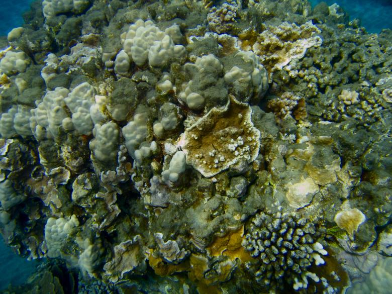 Free stock image of Coral Reef - Hawaii created by Bryan