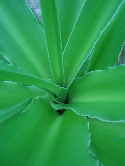 Green plant