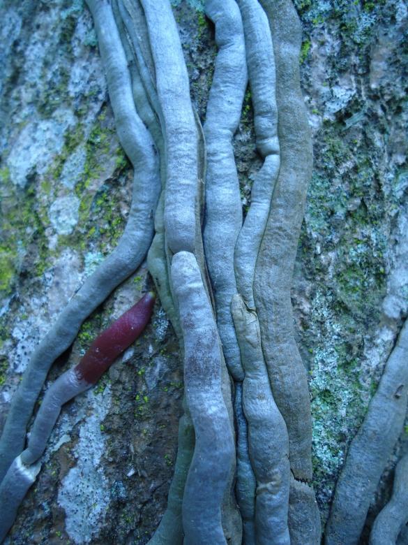 Free stock image of Parasites created by João Gomes da Silva Brás