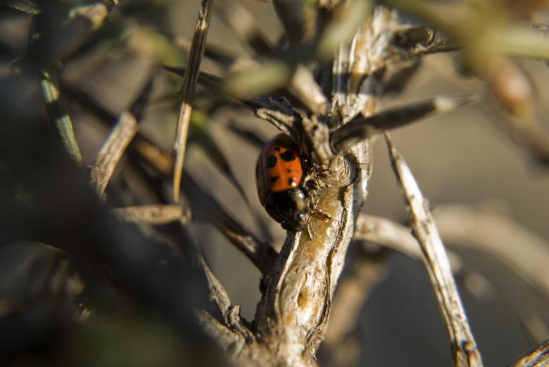 Free stock image of Ladybug in the sunset created by Noem9 Studio