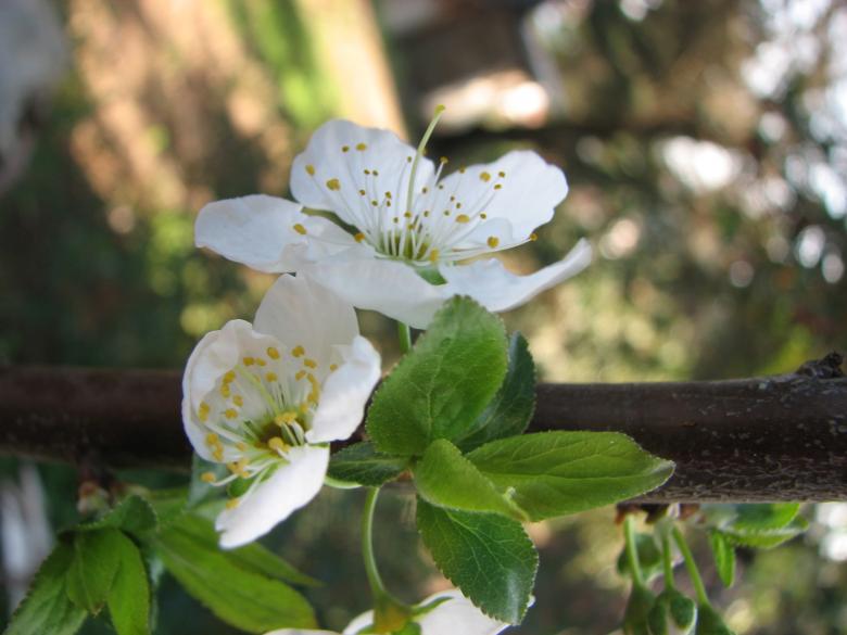 Free stock image of Plum flower blossom created by Barbara Din