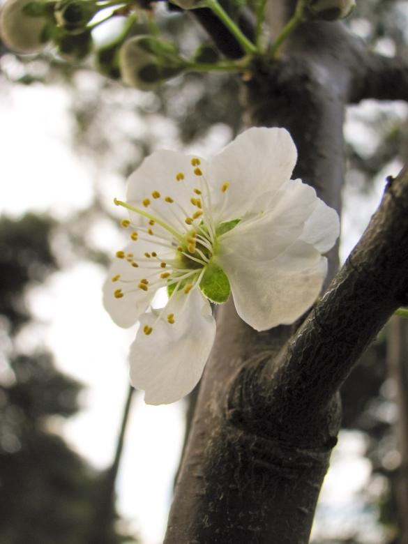 Free stock image of Plum flower blossom created by Barbara Din